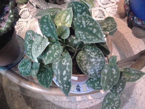 Epipremnum márványos szobai futóka