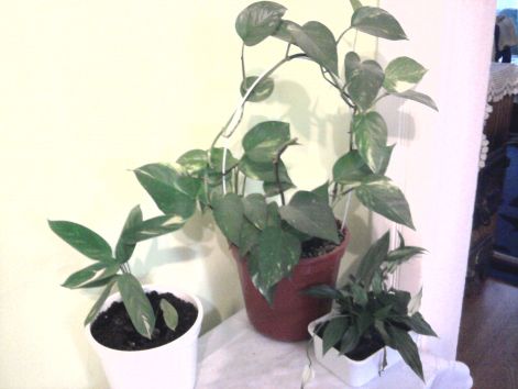 Szobai futóka Epipremnum Vitorlavirág és Golden Mosaic Csíklevél