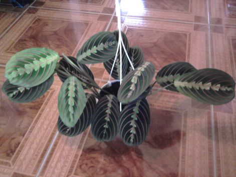 Maranta a névnapomra kaptam apukámtól