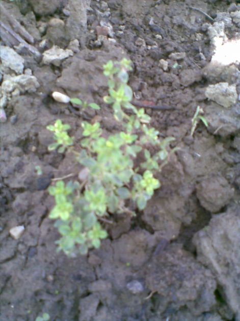 Sziklakerti növény