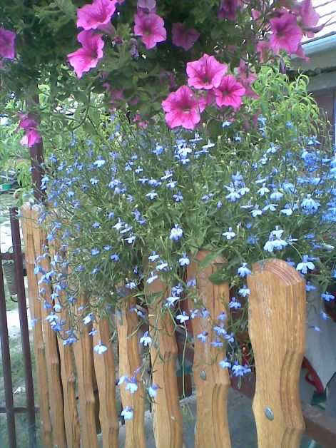 Csüngó Lobélia és Futós Petúnia