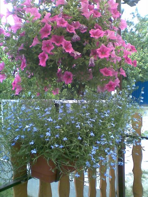 Csüngó Lobélia és Futós Petúnia