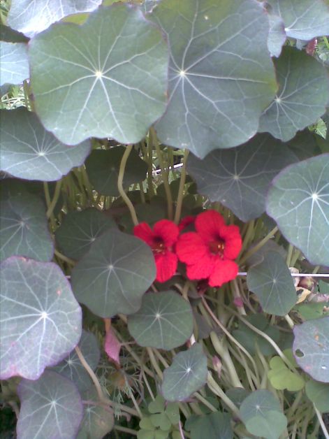 Alacsony sarkantyúka