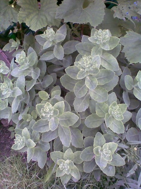 Sziklakerti növény